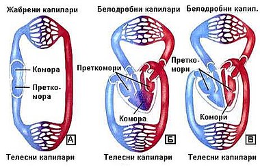 Структура на срцето
